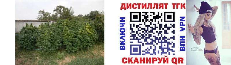 OMG   Новотроицк  ТГК Wax 